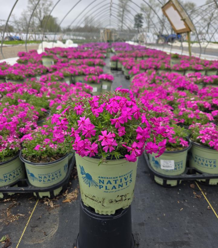 Phlox subulata Spring Hot Pink