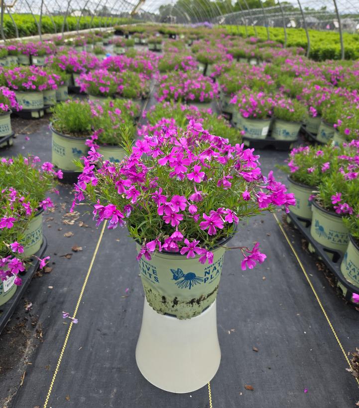 Phlox subulata Spring Purple