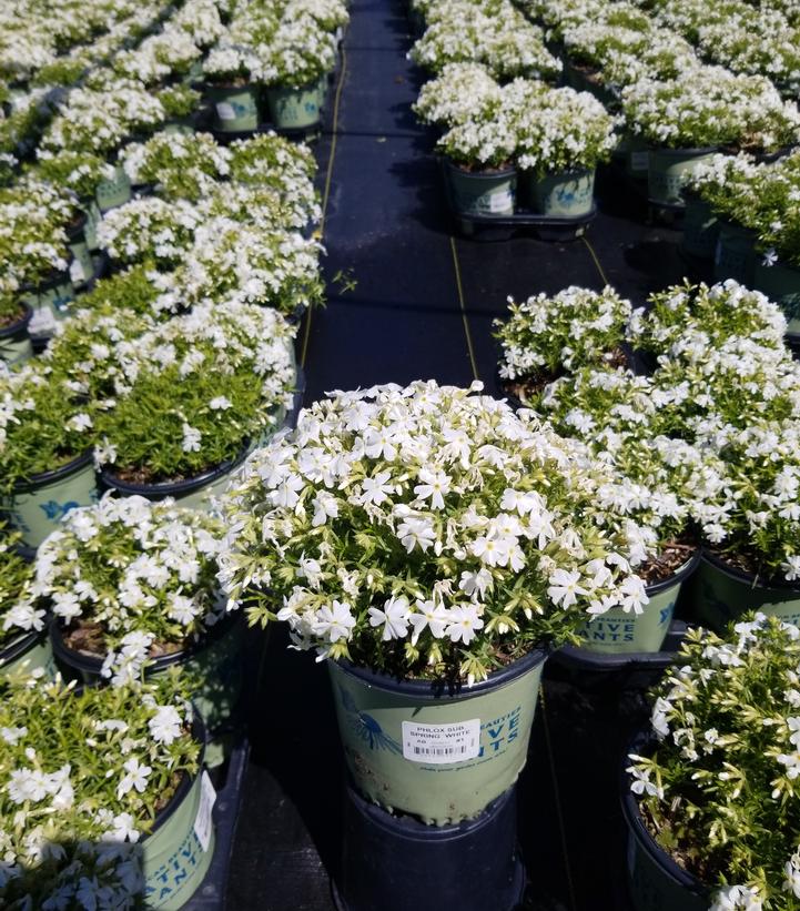 Phlox subulata Spring White