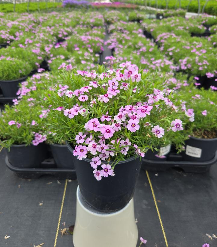 Phlox subulata 'Eye Candy'
