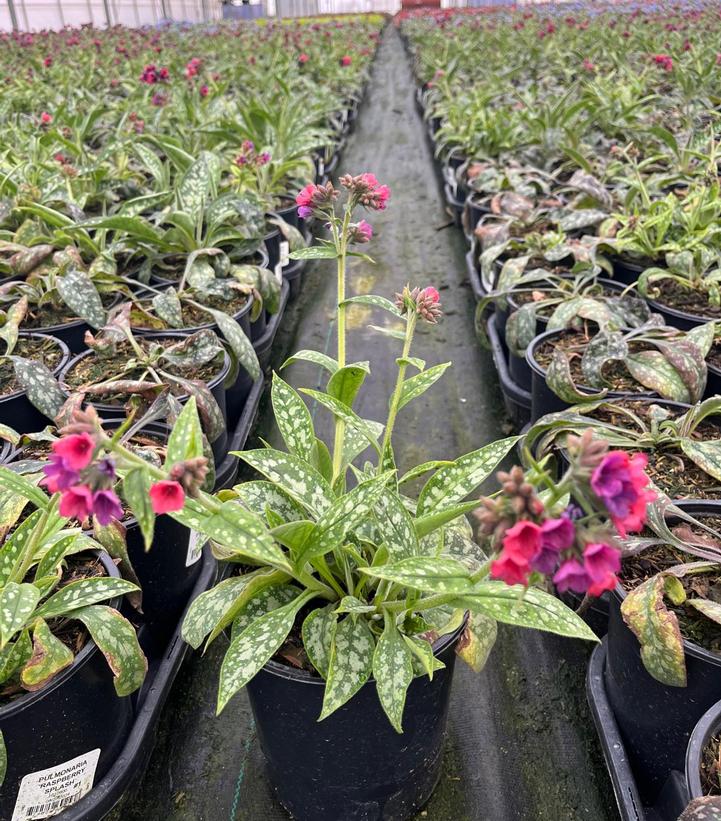 Pulmonaria 'Raspberry Splash'