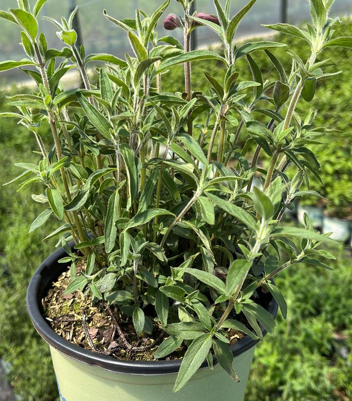 Pycnanthemum verticillatum var. pilosum 