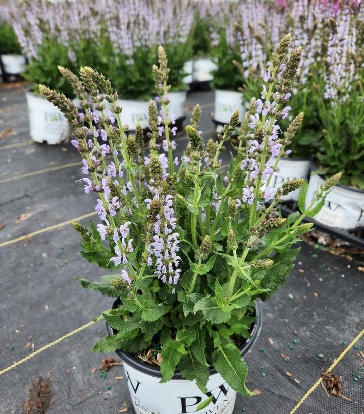 Salvia nemerosa 'Perfect Profusion'