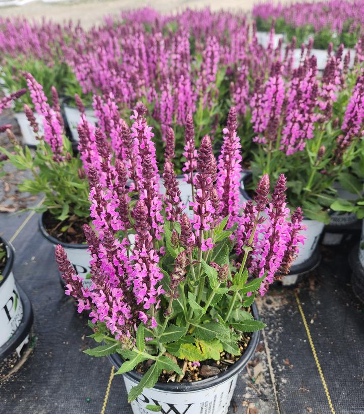 Salvia nemerosa 'Pink Profusion'