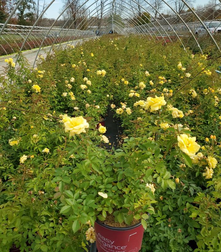 Sedum x Rock 'N Grow® Rock 'N Grow® 'Yellow Brick Road'