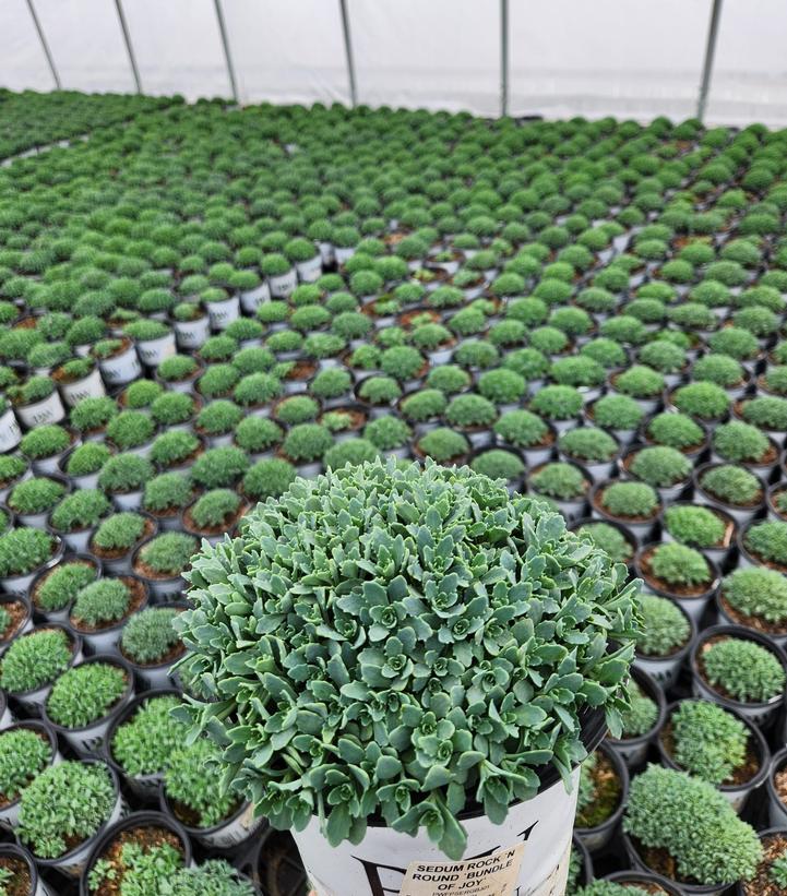 Sedum x Rock 'N Grow® Rock 'N Grow® 'Bundle of Joy'