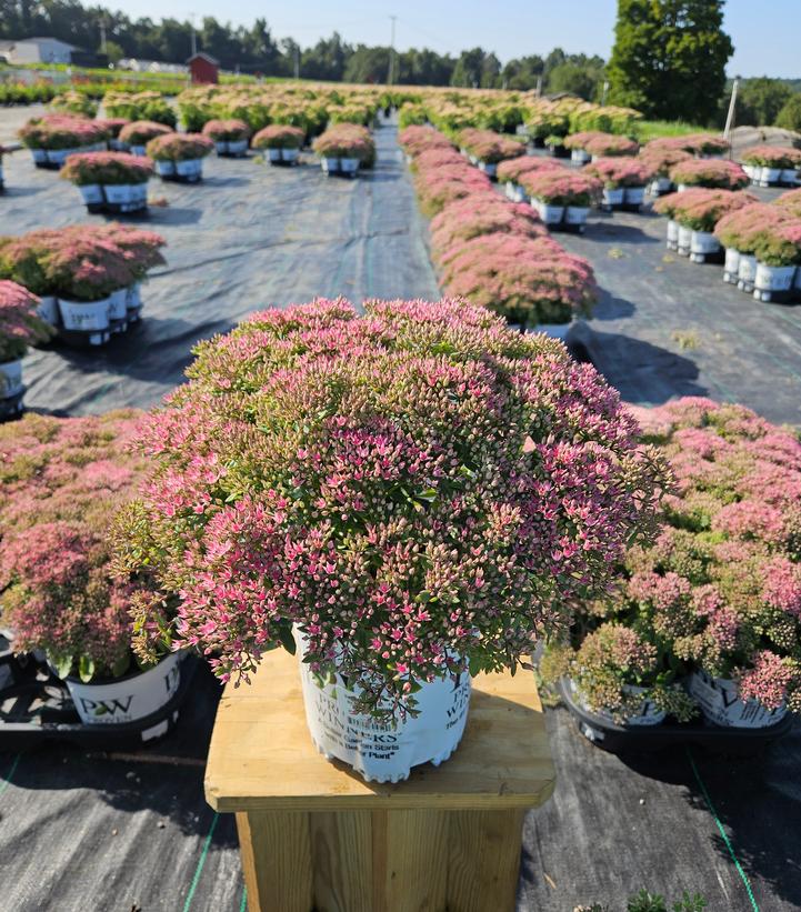 Sedum x Rock 'N Round® 'Pride and Joy'