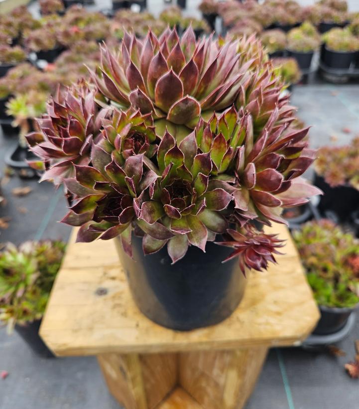Sempervivum 'Black'