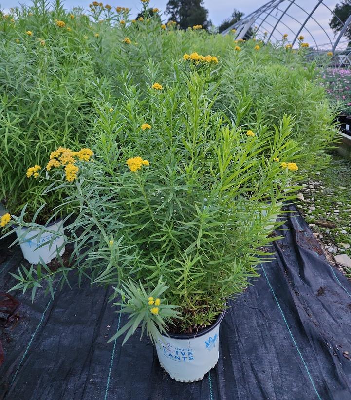 Solidago graminifolia 