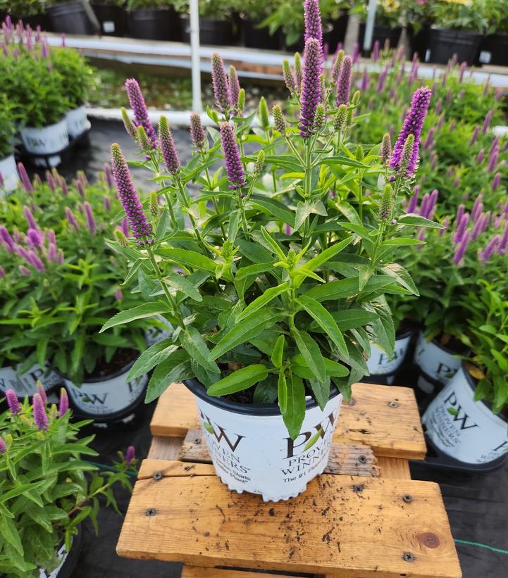 Veronica x Magic Show® 'Purple Illusion'