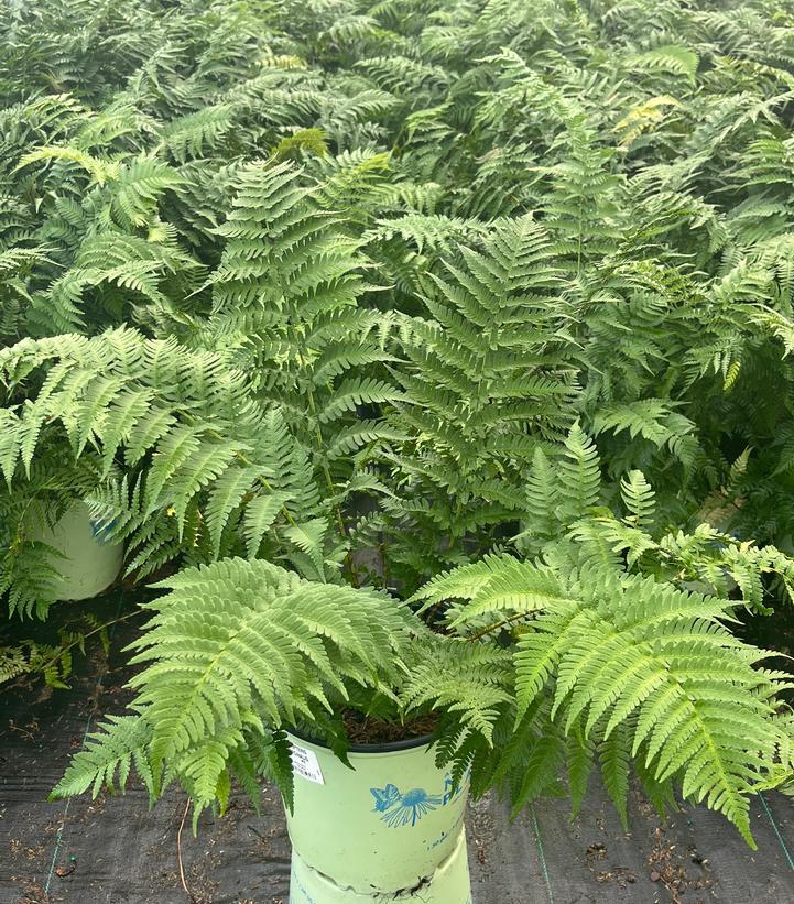 Dryopteris marginalis 