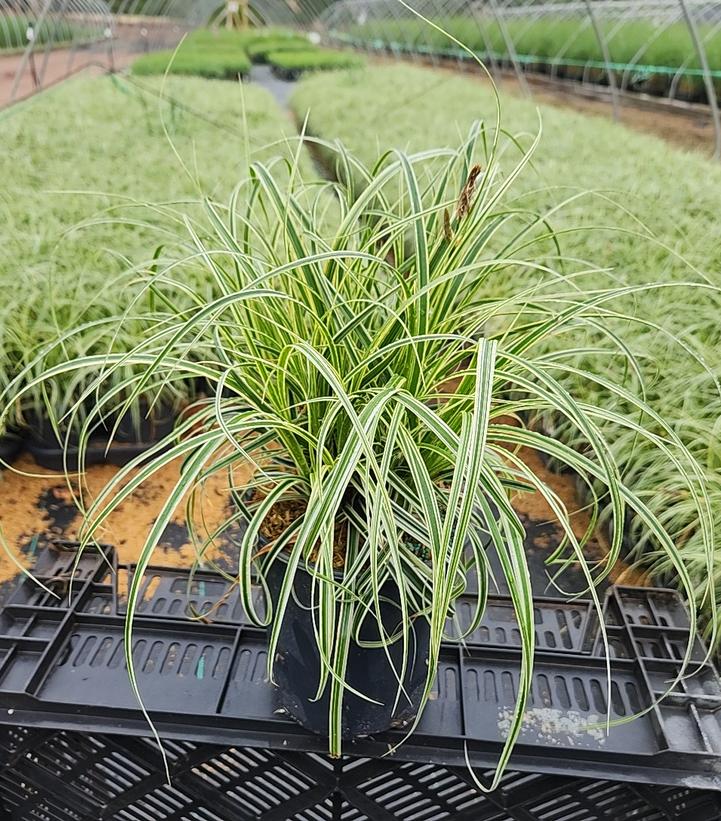 Carex oshimensis 'Feather Falls'