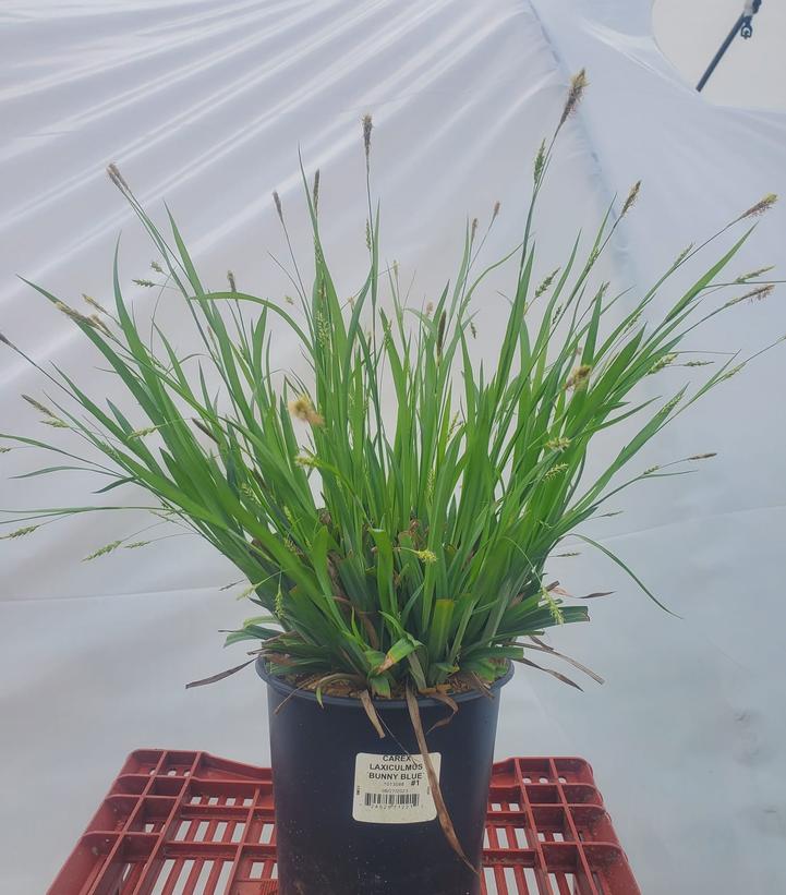Carex laxiculmis Bunny Blue™