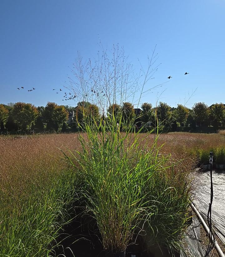 Panicum virgatum Shenandoah