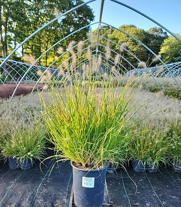 Pennisetum alopecuroides Lumen Gold™
