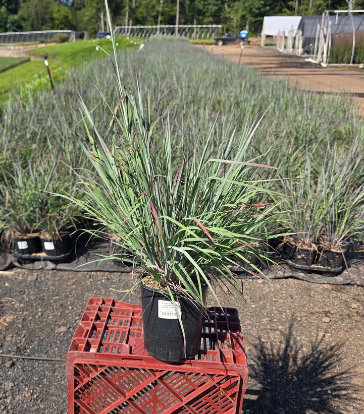 Schizachyrium scoparium 'Standing Ovation'