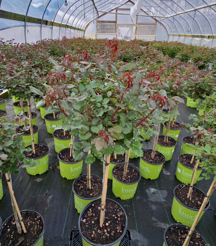Rosa Knock Out® Coral Knock Out®