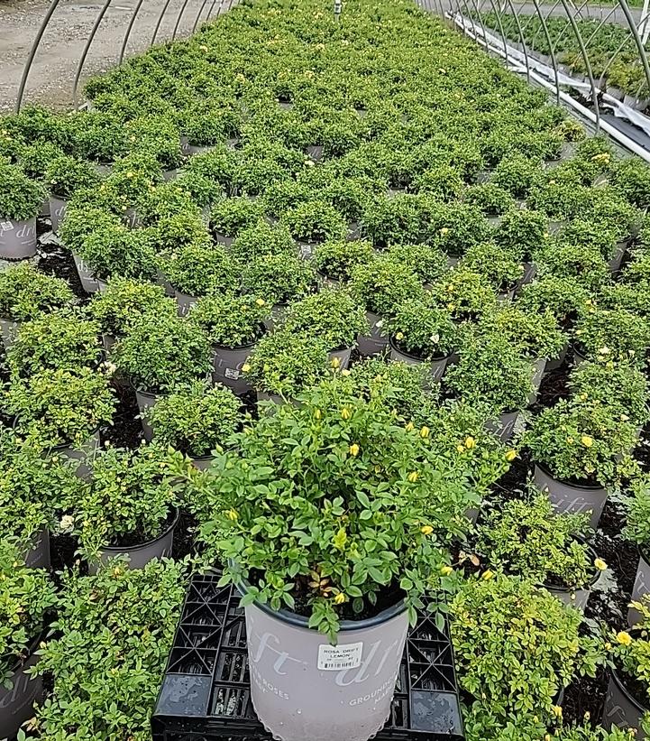 Rosa Lemon Drift®