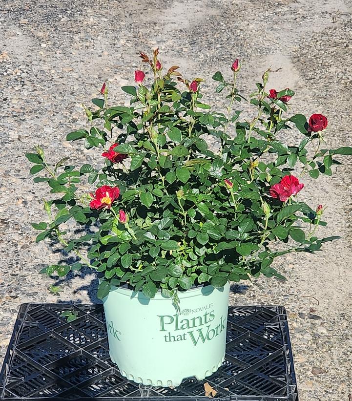 Rosa 'Red Streamer'