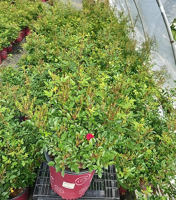 Rosa Easy Elegance® Chi™