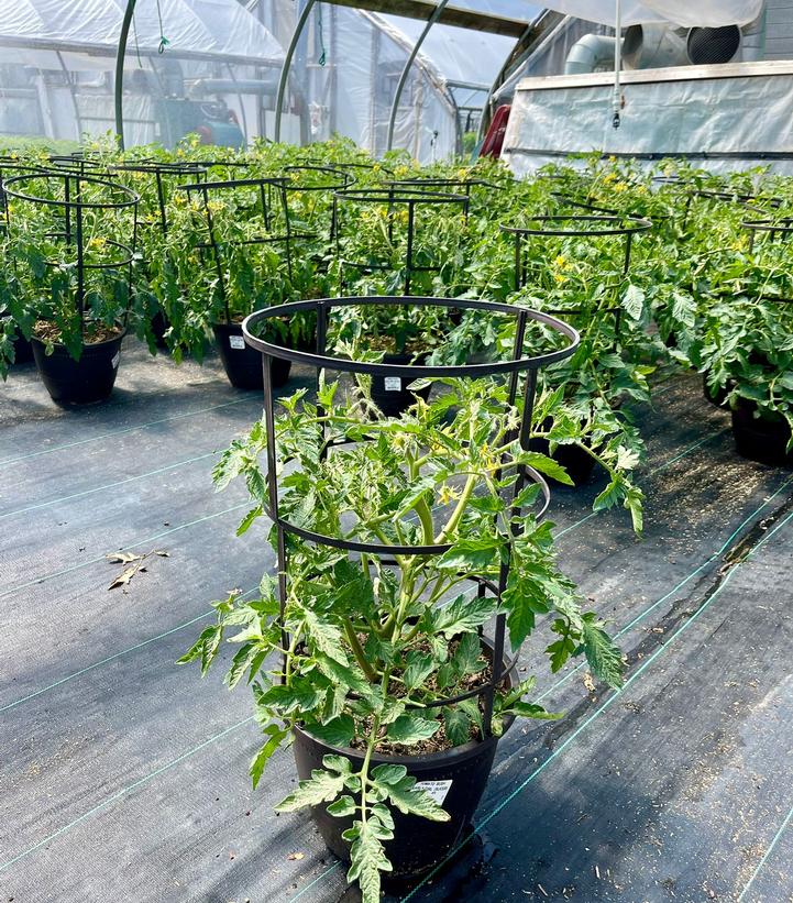 Tomato Bush Early Girl