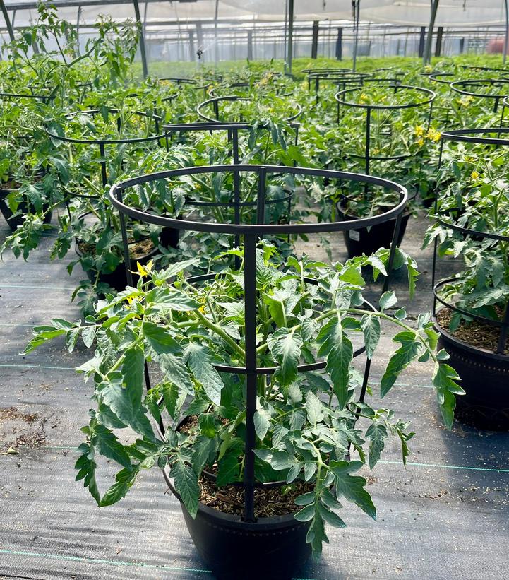 Tomato 'Homeslice'