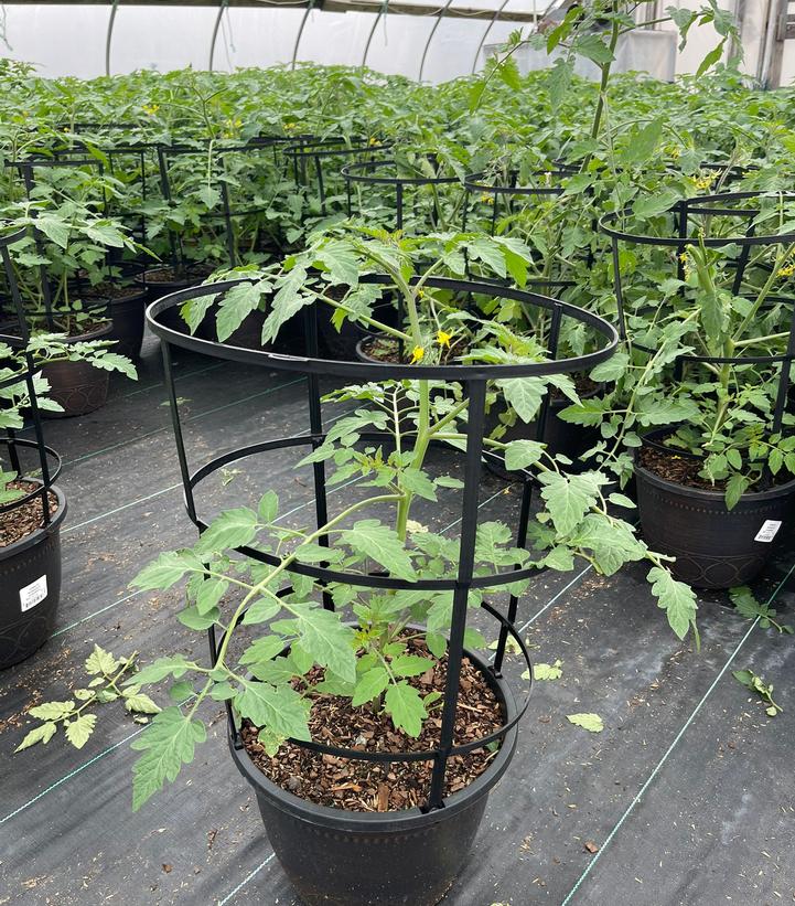 Tomato Sungold