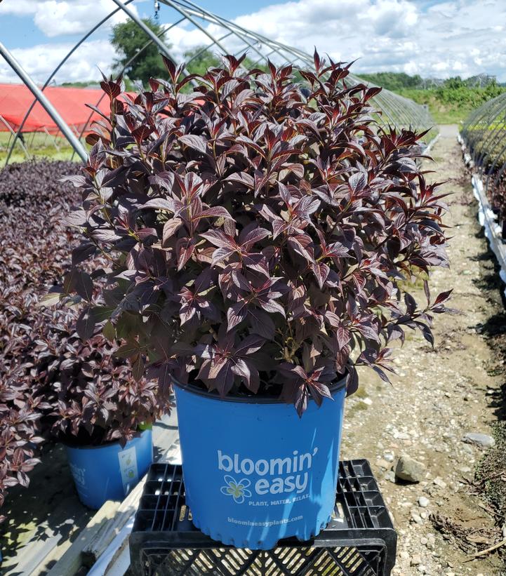 Weigela x Stunner™