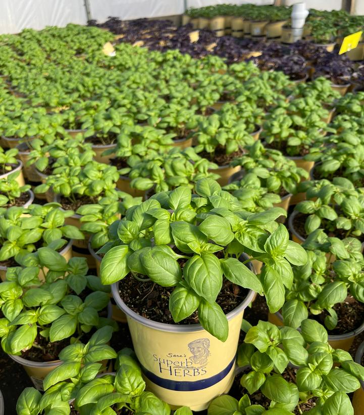 Ocimum 'Rutgers Obsession DMR'