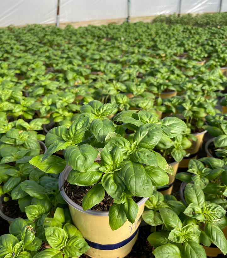 Ocimum 'Rutgers Passion DMR'
