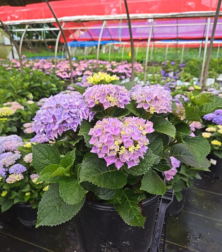 Hydrangea macrophylla Elizabeth Ashley