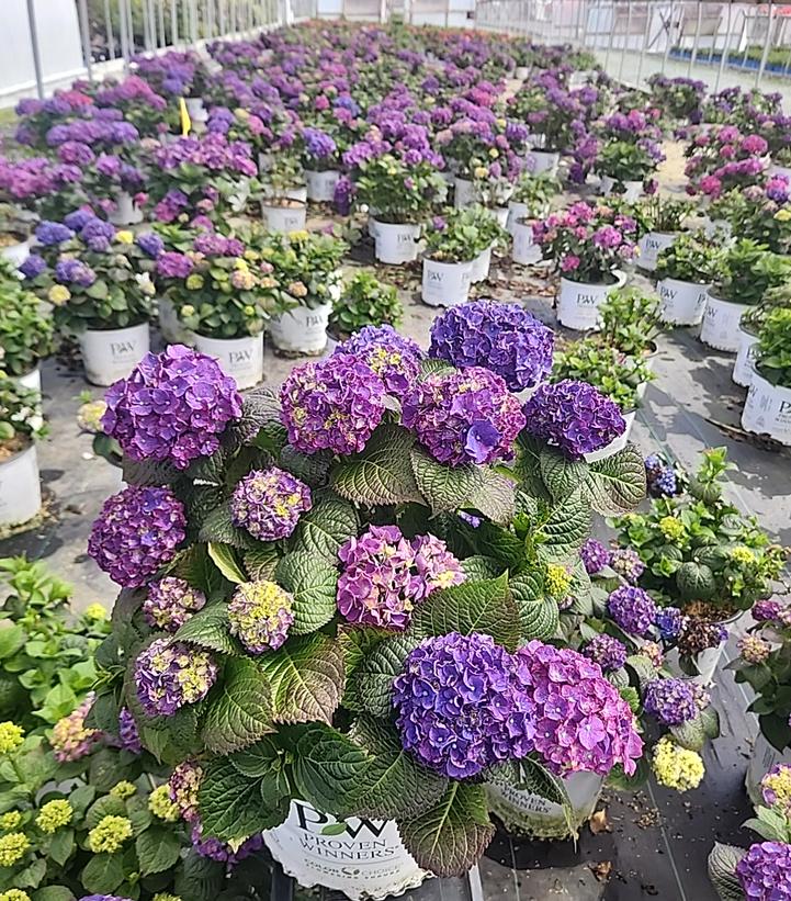 Hydrangea macrophylla Let's Dance Big Band®