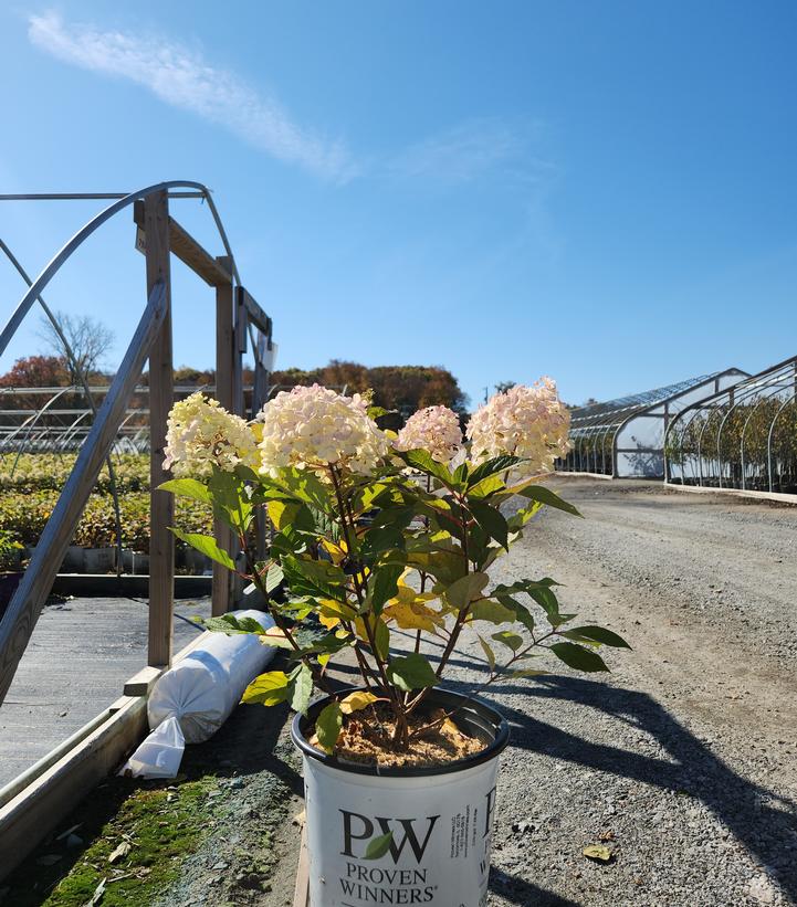 Hydrangea paniculata Fire Light Tidbit®