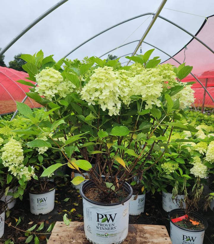 Hydrangea paniculata Fire Light Tidbit®