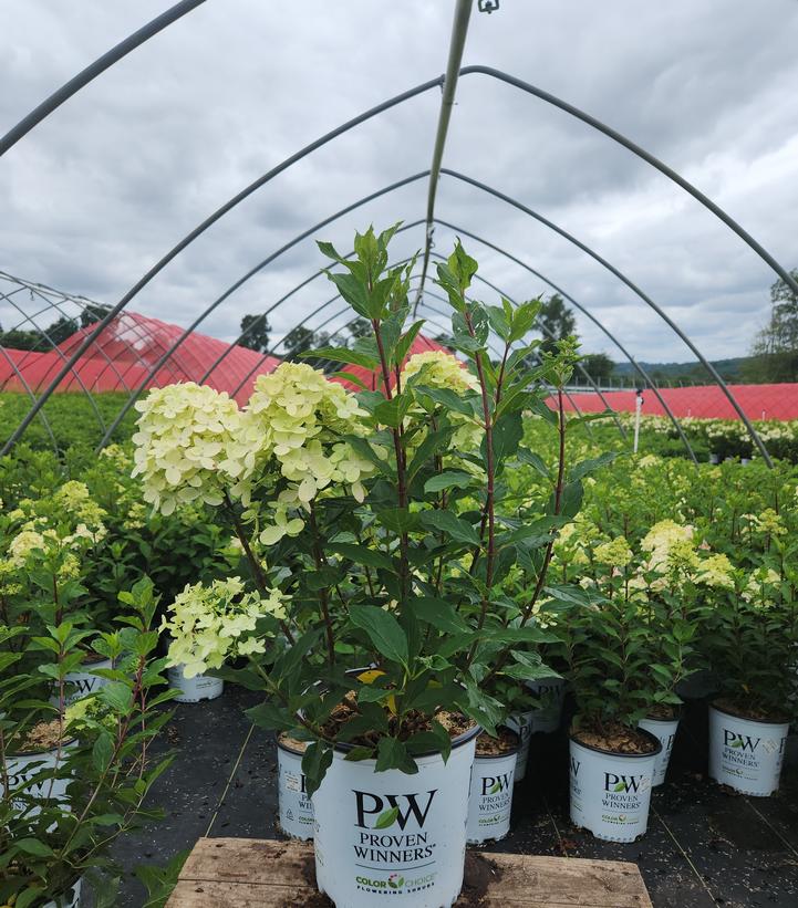 Hydrangea paniculata Limelight Prime®