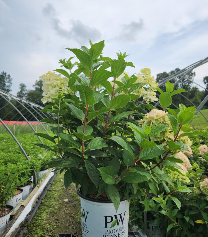 Hydrangea paniculata Quick Fire Fab®