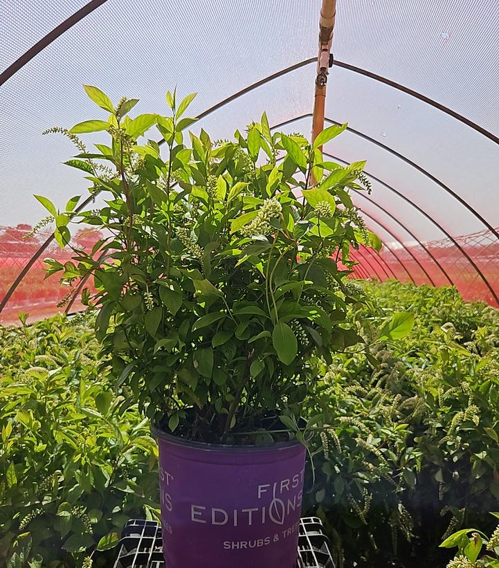 Itea virginica Love Child®