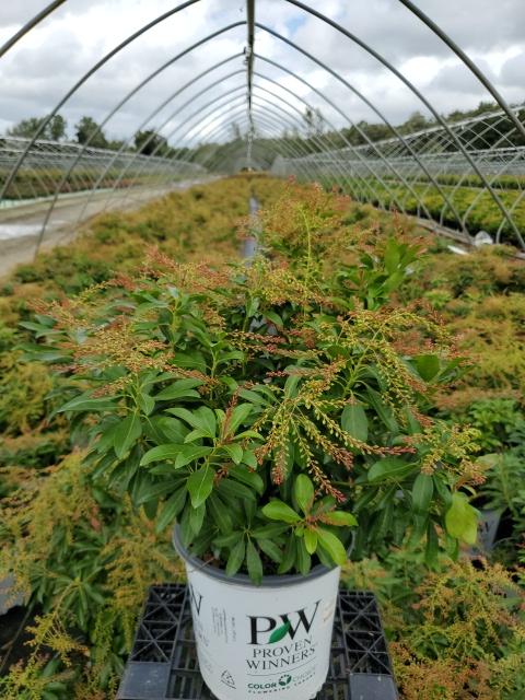 Pieris japonica Interstella®