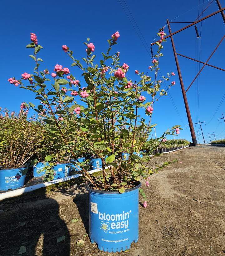 Symphoricarpos doornbosii Pinky Promise®