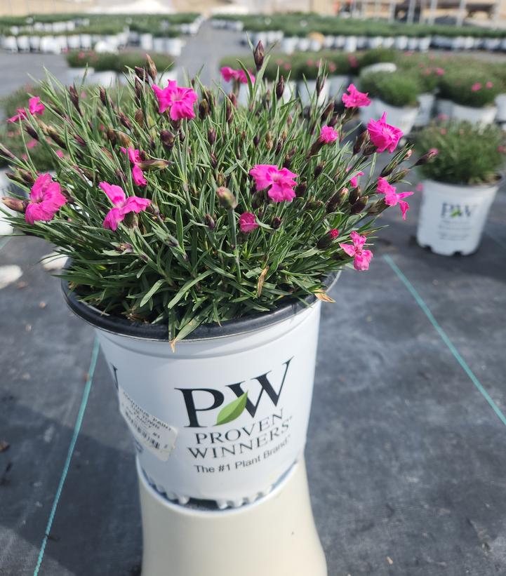 Dianthus hybrid 'Paint the Town Fancy'