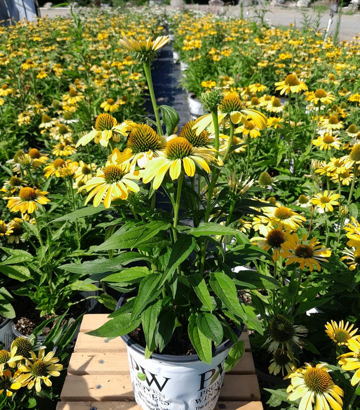 Echinacea x Color Coded® Yellow My Darling