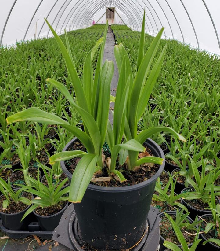 Hemerocallis 'Alabama Jubilee'