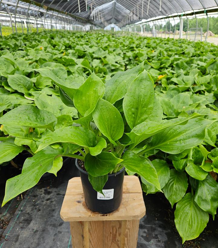 Hosta x 'Royal Crest'