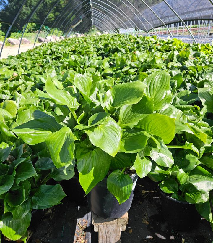 Hosta x 'Royal Crest'