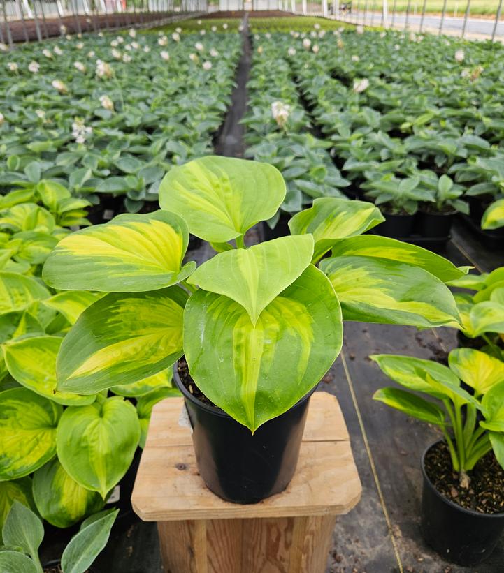 Hosta x 'Avocado'