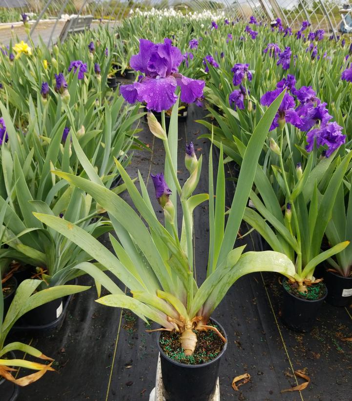 Iris germanica 'His Royal Highness'