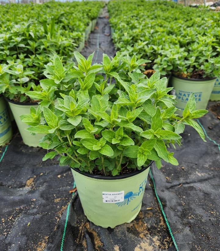 Mentha arvensis 