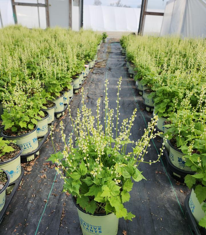 Mitella diphylla 