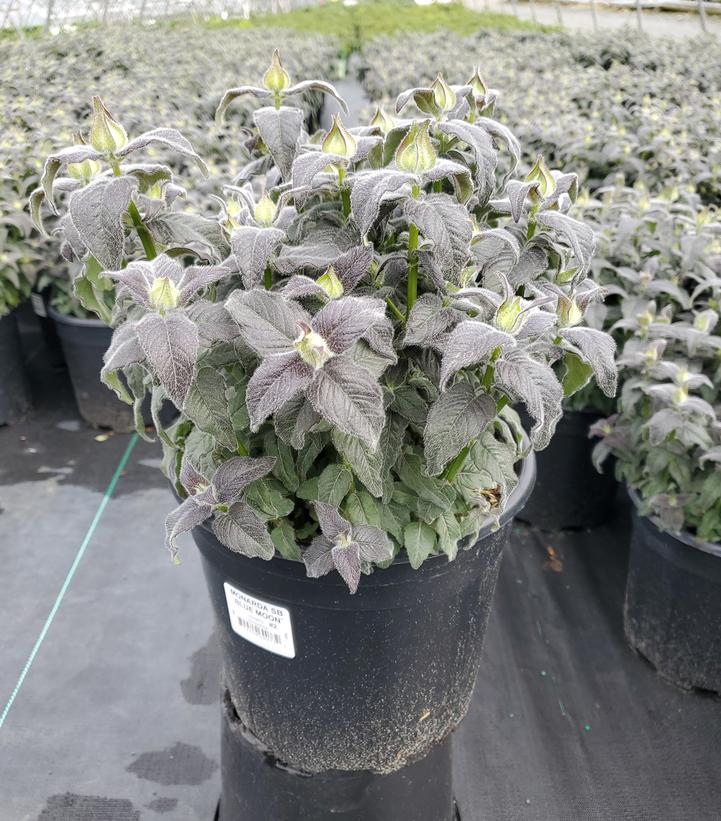 Monarda Sugar Buzz® 'Blue Moon'