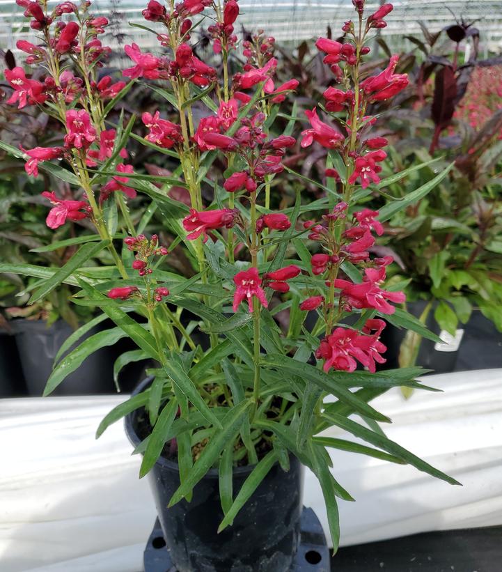 Penstemon barbatus Pristine Deep Rose